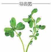 天然抗生素